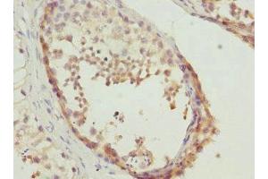 Immunohistochemistry of paraffin-embedded human testis tissue using ABIN7150790 at dilution of 1:100