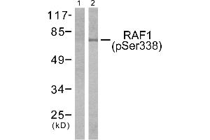 Western blot analysis of extracts from NIH-3T3 cells treated with PMA (125ng/ml, 15mins), using, using Raf1 (phospho-Ser338) antibody (Line 1 and 2). (RAF1 抗体  (pSer338))