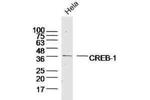 Hela lysates probed with CREB-1 Polyclonal Antibody, Unconjugated  at 1:300 dilution and 4˚C overnight incubation. (CREB1 抗体  (AA 221-314))