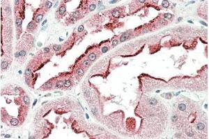 ABIN625824 (5µg/ml) staining of paraffin embedded Human Kidney. (SDF4 抗体  (AA 161-175))