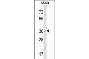 Western blot analysis in A549 cell line lysates (35ug/lane). (PCGF2 抗体  (AA 121-150))
