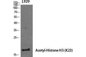 Western Blot (WB) analysis of specific cells using Acetyl-Histone H3 (K23) Polyclonal Antibody. (Histone 3 抗体  (H3K23ac))