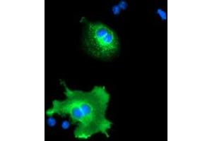 Anti-NUCB1 mouse monoclonal antibody (ABIN2455386) immunofluorescent staining of COS7 cells transiently transfected by pCMV6-ENTRY NUCB1 (RC201786).