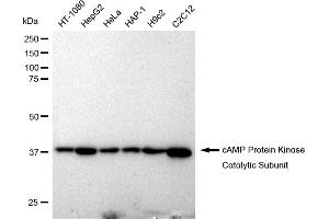 Western blotting analysis using cAMP Protein Kinase Catalytic Subunit antibody (ABIN7797808). (Recombinant C-AMP Protein Kinase (Catalytic Subunit) 抗体)