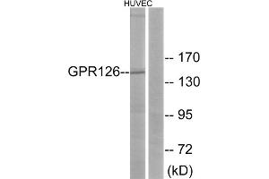 Western blot analysis of extracts from HUVEC cells, using GPR126 antibody. (G Protein-Coupled Receptor 126 抗体  (Internal Region))