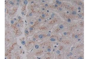 Detection of VNN1 in Human Liver Tissue using Polyclonal Antibody to Vanin 1 (VNN1) (VNN1 抗体  (AA 389-497))