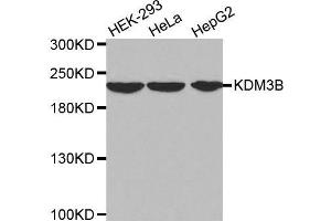 Western blot analysis of extracts of various cell lines, using KDM3B antibody. (KDM3B 抗体  (AA 1059-1283))