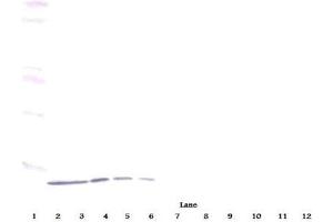Western Blot (Unreduced) using CXCL10 / IP-10 Antibody Cat. (CXCL10 抗体)
