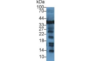 Western Blot; Sample: Human Jurkat cell lysate; Primary Ab: 1µg/ml Rabbit Anti-Rat LDHB Antibody Second Ab: 0. (LDHB 抗体  (AA 1-334))