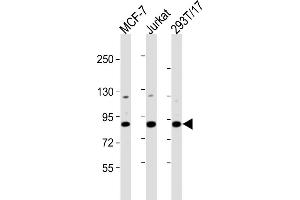 All lanes : Anti-HNRNPUL2 Antibody (Center) at 1:2000 dilution Lane 1: MCF-7 whole cell lysates Lane 2: Jurkat whole cell lysates Lane 3: 293T/17 whole cell lysates Lysates/proteins at 20 μg per lane. (HNRNPUL2 抗体  (AA 337-350))