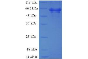 SDS-PAGE (SDS) image for Activator of HSP90 ATPase Activity 1 (AHSA1) (AA 1-338), (full length) protein (GST tag) (ABIN7479288)