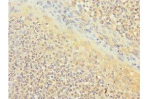 Immunohistochemistry of paraffin-embedded human tonsil tissue using ABIN7171372 at dilution of 1:100 (CD1c 抗体  (AA 18-300))