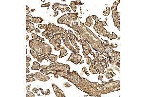 IHC analysis of NXN/NRX using anti-NXN/NRX antibody (ABIN7600416). (NXN 抗体  (AA 19-435))