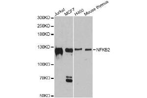 Western blot analysis of extracts of various cell lines, using NFKB2 antibody. (NFKB2 抗体  (AA 690-899))