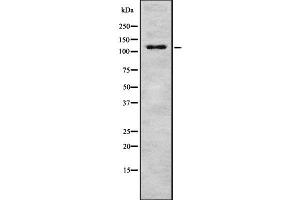 Western blot analysis of MAP3K9 using HT29 whole cell lysates (MAP3K9 抗体  (C-Term))
