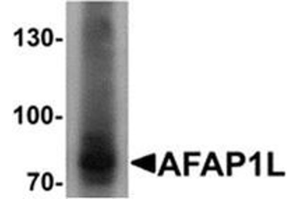 AFAP1L1 抗体  (N-Term)