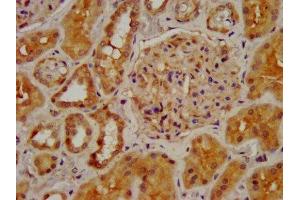IHC image of ABIN7161352 diluted at 1:400 and staining in paraffin-embedded human kidney tissue performed on a Leica BondTM system. (CHRNB2 抗体  (AA 322-458))