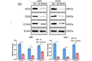 Downregulation of SKA3 affects the cell cycle in HCC cells. (SKA3 抗体  (AA 201-300))