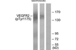 Western blot analysis of extracts from HuvEc cells and NIH/3T3 cells, using VEGFR2 (Phospho-Tyr1175) Antibody. (VEGFR2/CD309 抗体  (pTyr1175))