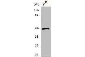 Western Blot analysis of K562 cells using CCK-BR Polyclonal Antibody (CCKBR 抗体  (N-Term))