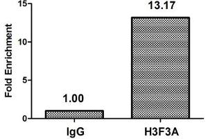 Chromatin Immunoprecipitation Hela (4*10 6 ) were treated with Micrococcal Nuclease, sonicated, and immunoprecipitated with 5 μg anti-H3F3A (ABIN7139281) or a control normal rabbit IgG. (Histone H3.3 抗体  (2meLys79))