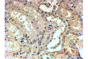 ABIN184688 (4µg/ml) staining of paraffin embedded Human Kidney. (TBL1X 抗体  (C-Term))