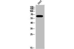 Western Blot analysis of 293T cells using A-Raf Polyclonal Antibody (ARAF 抗体  (Internal Region))