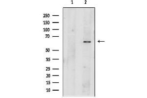 Western blot analysis of lysates from RAW264.