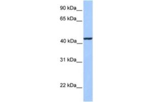 Western Blotting (WB) image for anti-Kinesin Light Chain 3 (KLC3) antibody (ABIN2463551) (KLC3 抗体)