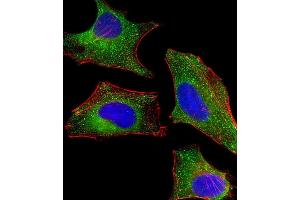 Immunofluorescent analysis of 4 % paraformaldehyde-fixed, 0. (DHCR7 抗体  (C-Term))