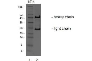 SDS-PAGE analysis of purified BBX-3A8 monoclonal antibody. (LGR4 抗体)
