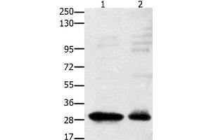 Western Blot analysis of 231 cell and Mouse testis tissue using GNRHR Polyclonal Antibody at dilution of 1:2350