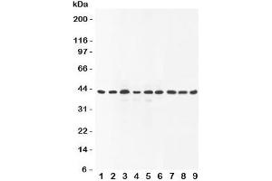Western blot testing of SOX7 antibody and Lane 1:  rat brain;  2: human placenta;  3: (r) lung;  4: (r) testis;  5: (h) HeLa;  6: (h) A549;  7: (h) HEPG2;  8: (h) SMMC-7721;  9: mouse Neuro-2a lysate (SOX7 抗体  (C-Term))