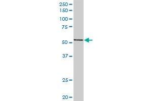PVRL2 MaxPab rabbit polyclonal antibody. (PVRL2 抗体  (AA 1-479))