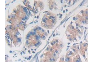 IHC-P analysis of Human Stomach Tissue, with DAB staining. (SYNE1 抗体  (AA 30-283))