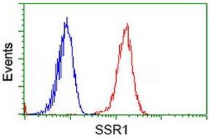 Image no. 1 for anti-Signal Sequence Receptor, alpha (SSR1) antibody (ABIN1501153) (SSR1 抗体)
