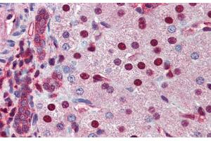Immunohistochemistry with Human Liver cell lysate tissue at an antibody concentration of 5. (NR0B2 抗体  (Middle Region))
