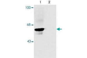 Western blot of rat spinal cord showing specific immunolabeling of the ~48k alpha1- and alpha2 subunits of the glycine receptor. (GLRA1 抗体  (N-Term))
