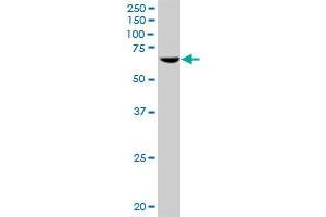 POLR3C MaxPab polyclonal antibody. (POLR3C 抗体  (AA 1-534))