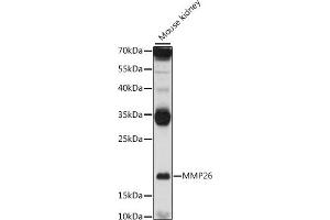 Western blot analysis of extracts of mouse kidney, using MMP26 antibody (ABIN7268423) at 1:1000 dilution. (MMP26 抗体  (AA 90-261))