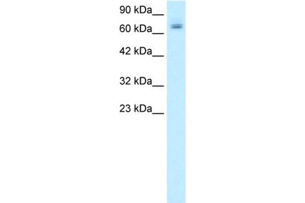 PARP2 抗体  (Middle Region)