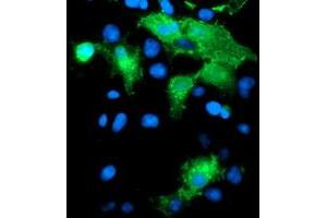 Anti-PECAM1 mouse monoclonal antibody (ABIN2455852) immunofluorescent staining of COS7 cells transiently transfected by pCMV6-ENTRY PECAM1 (RC208654). (CD31 抗体)