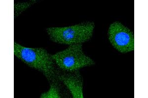 NIH/3T3 cells were stained with A-RAF (24D1) Monoclonal Antibody  at [1:200] incubated overnight at 4C, followed by secondary antibody incubation, DAPI staining of the nuclei and detection. (ARAF 抗体)