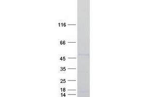 Western Blotting (WB) image for Runt-Related Transcription Factor 1 (RUNX1) (Transcript Variant 2) (Active) protein (Myc-DYKDDDDK Tag) (ABIN2731253)