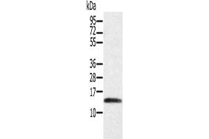 Gel: 12 % SDS-PAGE, Lysate: 40 μg, Lane: Human placenta tissue, Primary antibody: ABIN7130526(PAGE1 Antibody) at dilution 1/200, Secondary antibody: Goat anti rabbit IgG at 1/8000 dilution, Exposure time: 3 minutes (PAGE1 抗体)