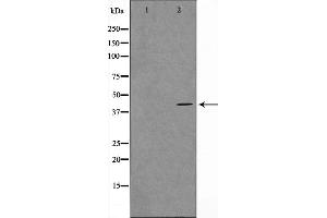 Western blot analysis on COS7 cell lysate using MORF4L1 Antibody,The lane on the left is treated with the antigen-specific peptide. (MORF4L1 抗体  (N-Term))