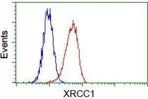 Flow cytometric analysis of Hela cells, using anti-XRCC1 antibody (ABIN2453795), (Red) compared to a nonspecific negative control antibody (TA50011) (Blue). (XRCC1 抗体)