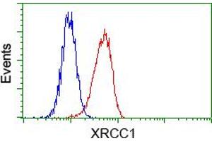 Flow cytometric analysis of Hela cells, using anti-XRCC1 antibody (ABIN2453795), (Red) compared to a nonspecific negative control antibody (TA50011) (Blue).