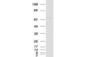 DDX41 Protein (Myc-DYKDDDDK Tag)