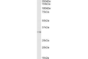 ABIN185038 (1µg/ml) staining of Human Testes lysate (35µg protein in RIPA buffer). (FOXI1 抗体  (C-Term))